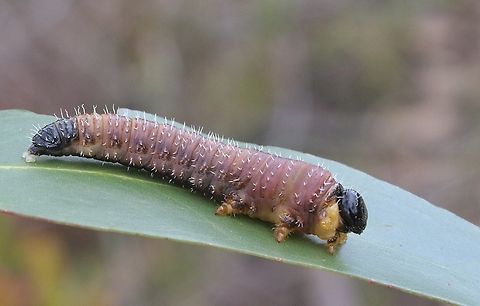 Sawfly larvae - genus Perga  Aldinga scrub conservation park,Australia,Eamw sawflies,Geotagged,Winter