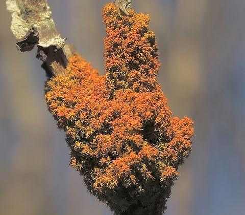 Sunburst lichen in genus - Teloschistes Growing on a tree branch. Australia,Eamw lichen,Encounter Bay SA,Fall,Geotagged,UVL