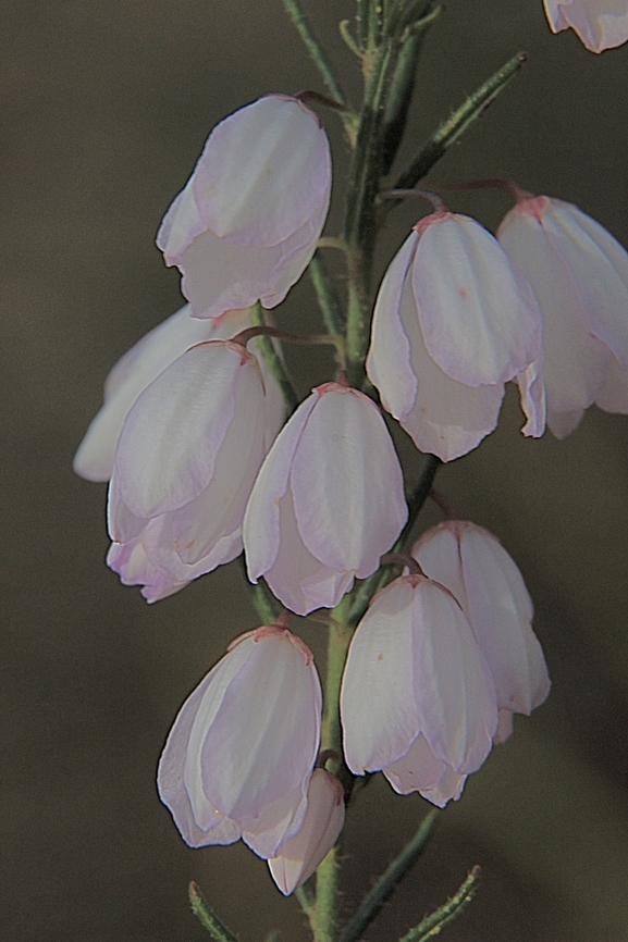 Pink-Bells  genus Tetratheca  Australia,Eamw flora,Encounter Bay SA,Geotagged,Long pink-bells,Spring,Tetratheca stenocarpa,UVL