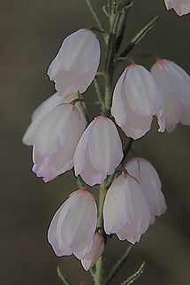 Pink-Bells  genus Tetratheca  Australia,Eamw flora,Encounter Bay SA,Geotagged,Long pink-bells,Spring,Tetratheca stenocarpa,UVL