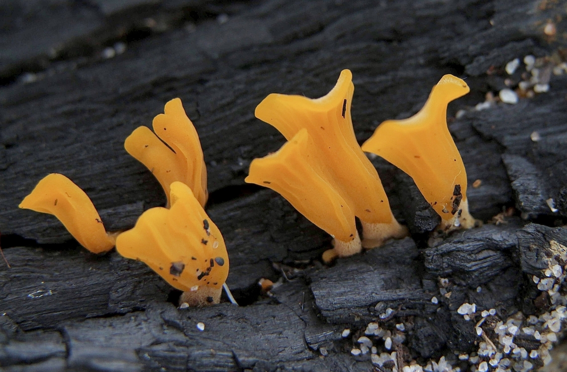 Fan-shaped Jelly Fungus Dacrymyces spathularia  Australia,Dacrymyces spathularia,Eamw fungi,Encounter Bay SA,Geotagged,Summer,UVL
