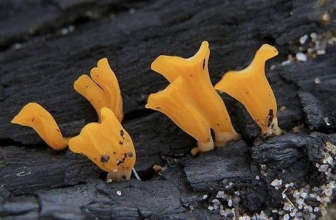 Fan-shaped Jelly Fungus Dacrymyces spathularia  Australia,Dacrymyces spathularia,Eamw fungi,Encounter Bay SA,Geotagged,Summer,UVL