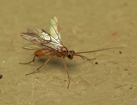 Braconid wasp ( Family Braconidae) Small wasp of about 5-6 mm. Australia,Eamw wasps,Encounter Bay SA,Fall,Geotagged,UVL