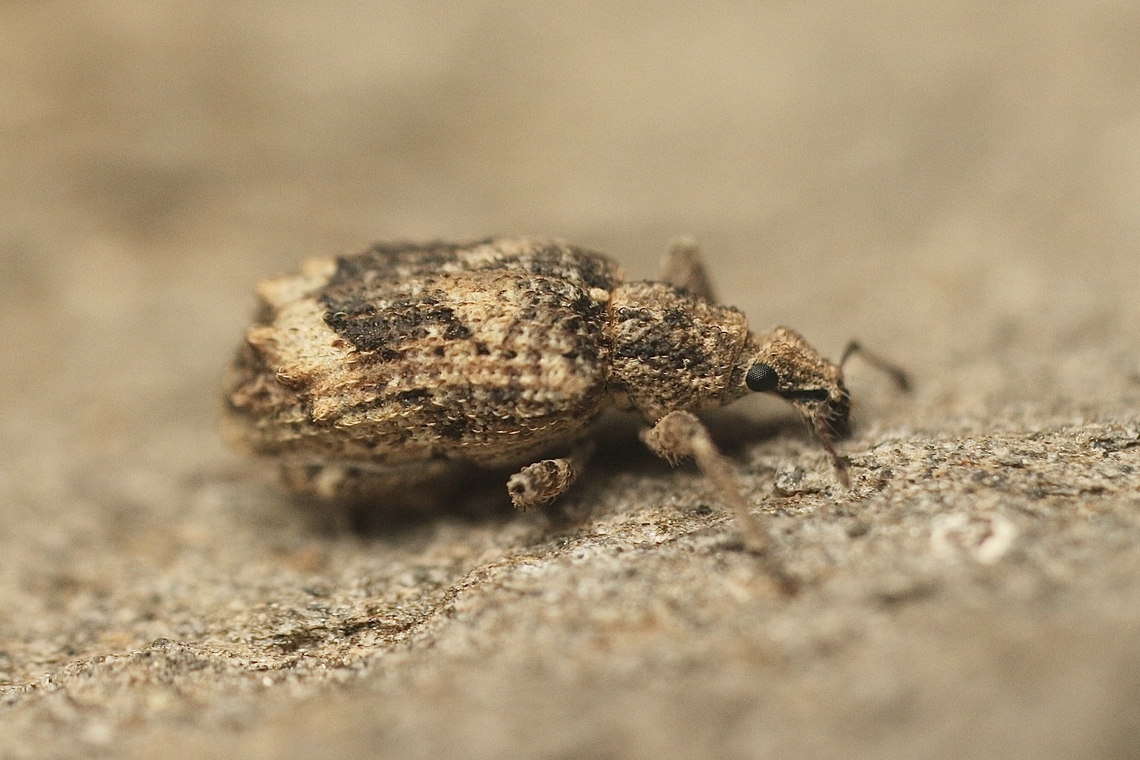 Weevil species - Ethemaia sellata 5 mm weevil, attracted to UV light. Australia,Eamw weevils,Encounter Bay SA,Ethemaia sellata,Fall,Geotagged,UVL