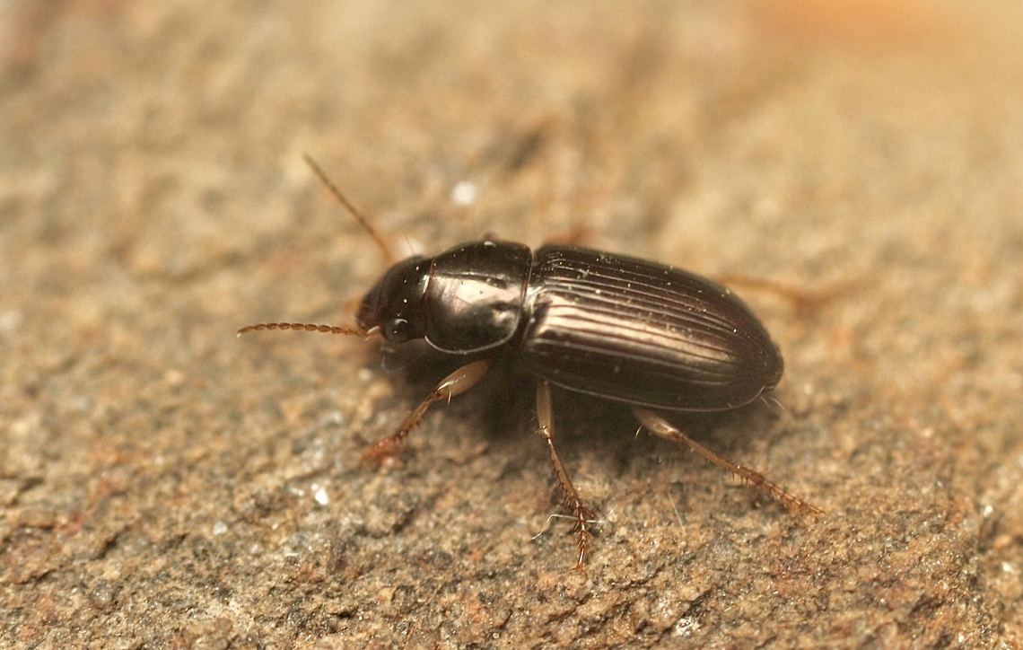 Ground beetle species- Harpalus australasiae Attracted to UV light. Australia,Eamw beetles,Encounter Bay SA,Fall,Geotagged,Harpalus australasiae,UVL