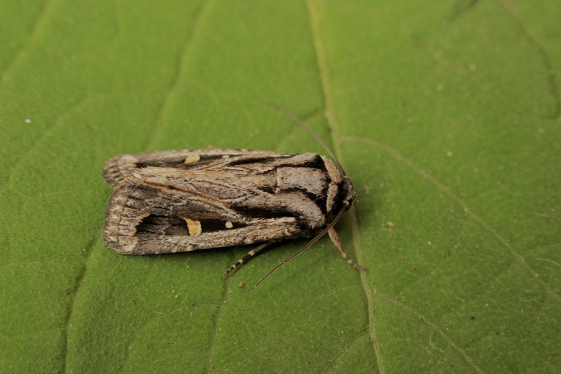 Proteuxoa paragypsa Attracted to UV light. Australia,Fall,Geotagged,Proteuxoa paragypsa