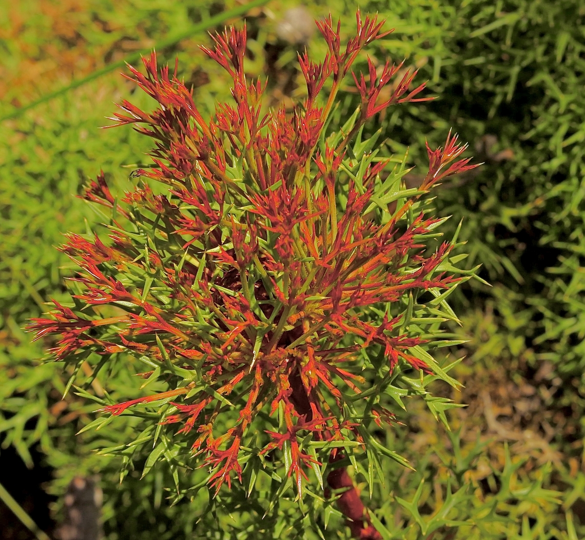 Horny cone-bush - Isopogon ceratophyllus  Australia,Geotagged,Horny cone-bush,Isopogon ceratophyllus,Spring