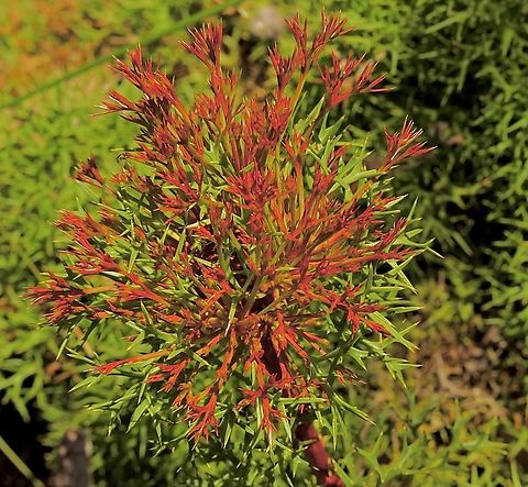 Horny cone-bush - Isopogon ceratophyllus  Australia,Geotagged,Horny cone-bush,Isopogon ceratophyllus,Spring