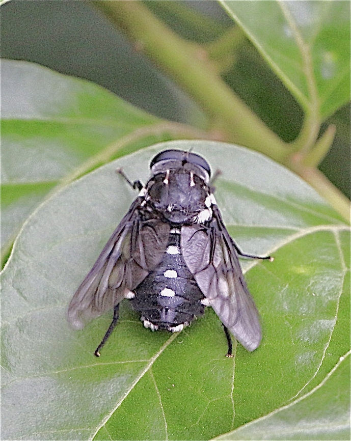 Triclista guttata  Australia,Geotagged,Summer,Triclista guttata