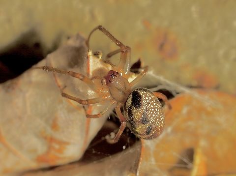 Leaf-curling Spider - Phonognatha graeffei  Australia,Eamw spiders,Encounter Bay SA,Fall,Geotagged,Leaf-curling Spider,Phonognatha graeffei