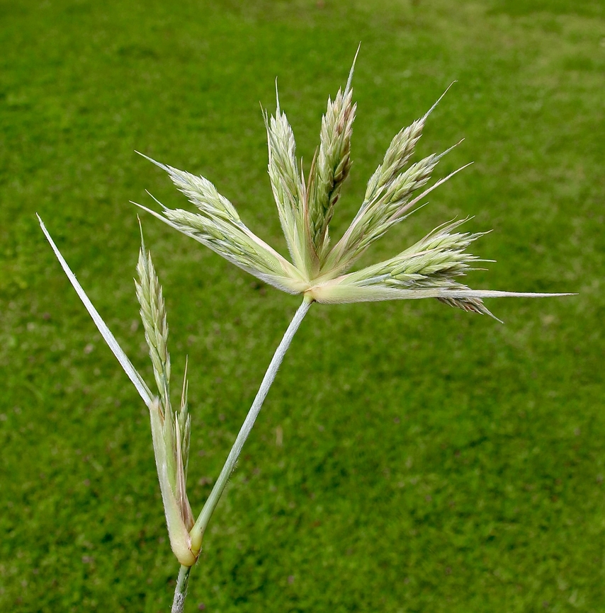 Beach Spinifex - Spinifex sericeus  Australia,Beach Spinifex,Eamw grasses,Geotagged,Spinifex sericeus,Spring,encounter