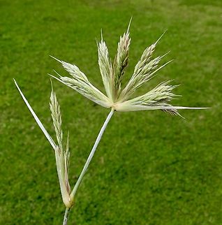 Beach Spinifex - Spinifex sericeus  Australia,Beach Spinifex,Eamw grasses,Geotagged,Spinifex sericeus,Spring,encounter