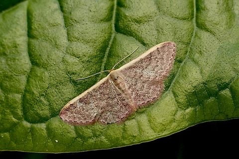 Purple wave - Idaea inversata  Australia,Eamw moth,Geotagged,Idaea inversata,Kyeema Conservation Park,Purple wave,Spring
