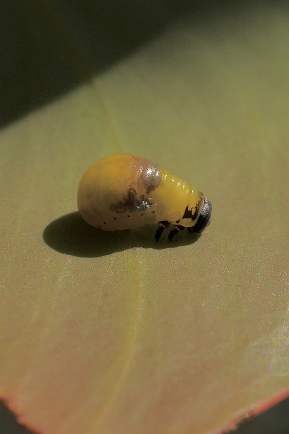 Unidentified species of leaf beetle larvae Found on Acacia longifolia  Australia,Eamw beetles,Geotagged,Kyeema Conservation Park,Spring