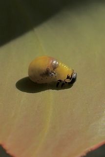 Unidentified species of leaf beetle larvae Found on Acacia longifolia  Australia,Eamw beetles,Geotagged,Kyeema Conservation Park,Spring