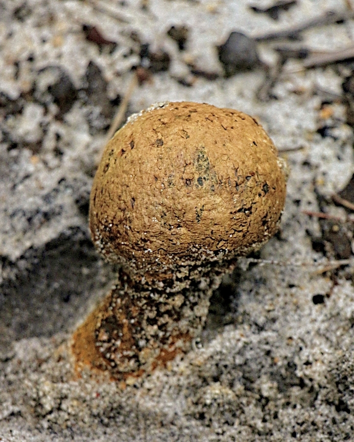 Puffball fungus,Genus Pisolithus Possible Pisolithus arhizus - Dead man&rsquo;s foot. Australia,Eamw fungi,Geotagged,Haleculani NSW,Summer