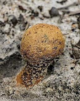 Puffball fungus,Genus Pisolithus Possible Pisolithus arhizus - Dead man’s foot. Australia,Eamw fungi,Geotagged,Haleculani NSW,Summer
