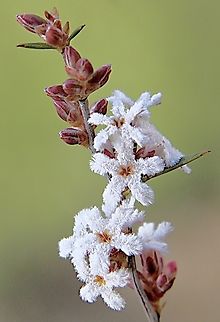 Common beard - heath - Leucopogon virgatus  Australia,Common beard-heath,Eamw flora,Geotagged,Leucopogon virgatus,Mount Billy Conservation Park,Spring