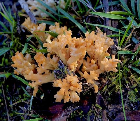 Coral fungus- genus Ramaria  Aldinga scrub conservation park,Australia,Eamw coral fungi,Eamw fungi,Geotagged,Winter