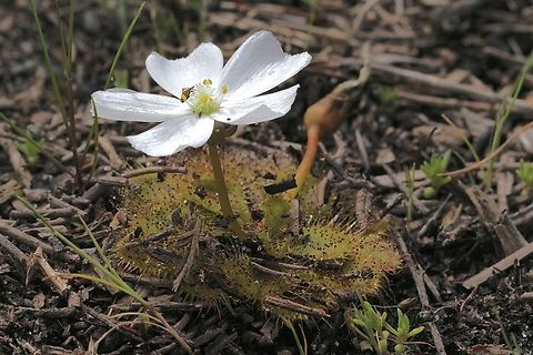 Scented Sundew - Drosera aberrans  Australia,Drosera aberrans,Eamw flora,Geotagged,Scented Sundew,Wilson&rsquo;s Promontory,Winter