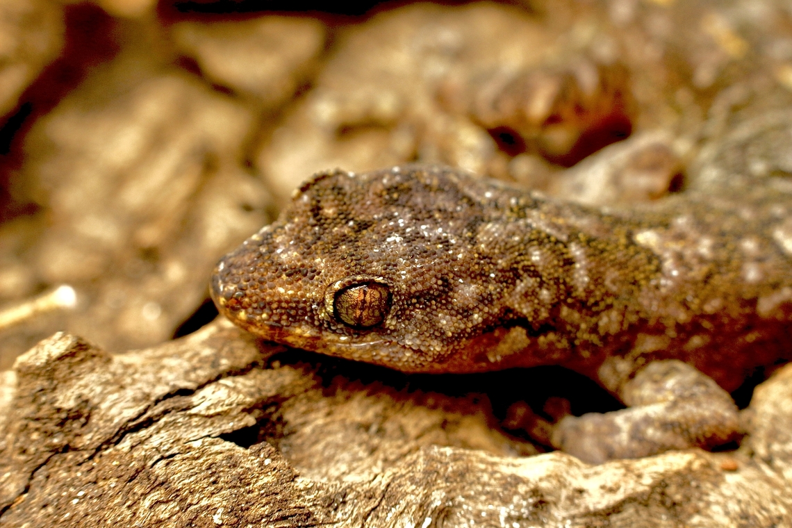 Marbled Gecko - Christinus marmoratus  Australia,Christinus marmoratus,Eamw geckos,Encounter Bay SA,Fall,Geotagged,Marbled Gecko