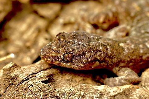 Marbled Gecko - Christinus marmoratus  Australia,Christinus marmoratus,Eamw geckos,Encounter Bay SA,Fall,Geotagged,Marbled Gecko