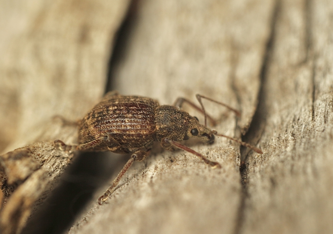 Garden Weevil - Phlyctinus callosus Attracted to UV light. Australia,Eamw weevils,Encounter Bay SA,Fall,Garden weevil,Geotagged,Phlyctinus callosus,UVL