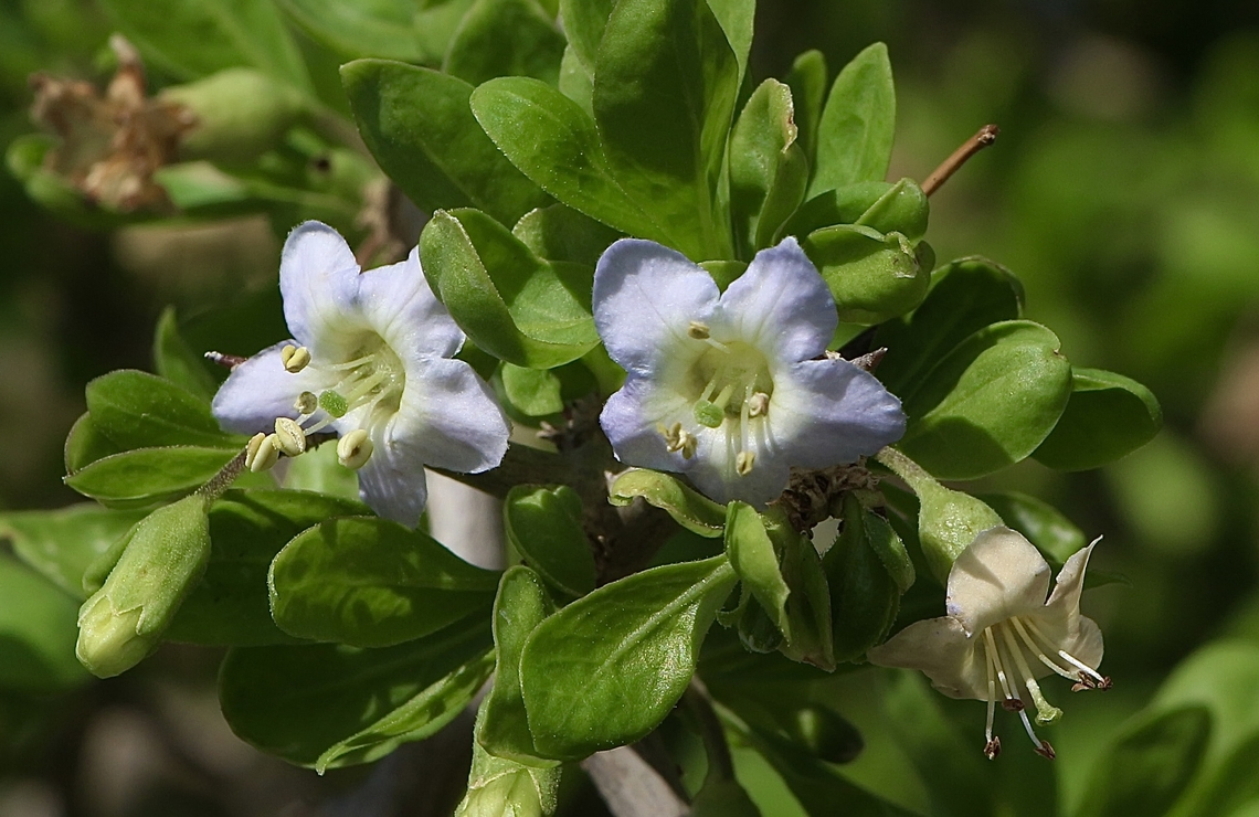 Australian boxthorn - Lycium australe  Australia,Eamw flora,Fall,Geotagged,Lycium australe,encounter