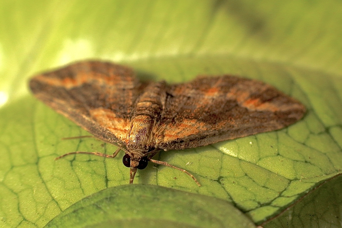 Australian Pug Moth - Chloroclystis filata  Australia,Chloroclystis catastreptes,Chloroclystis filata,Eamw moth,Encounter Bay SA,Fall,Filata moth,Geotagged,UVL