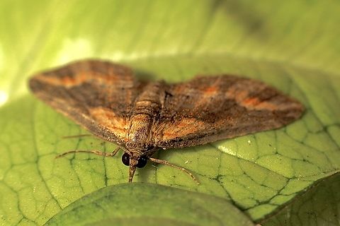 Australian Pug Moth - Chloroclystis filata  Australia,Chloroclystis catastreptes,Chloroclystis filata,Eamw moth,Encounter Bay SA,Fall,Filata moth,Geotagged,UVL