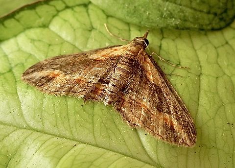 Australian Pug Moth - Chloroclystis filata  Australia,Chloroclystis filata,Eamw moth,Encounter Bay SA,Fall,Filata moth,Geotagged,UVL