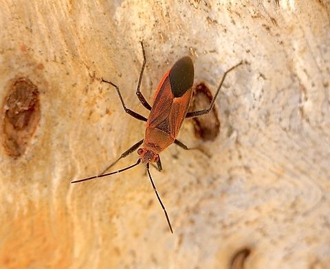 Soapberry bug - Leptocoris tagalicus  Australia,Geotagged,Leptocoris tagalicus,Spring