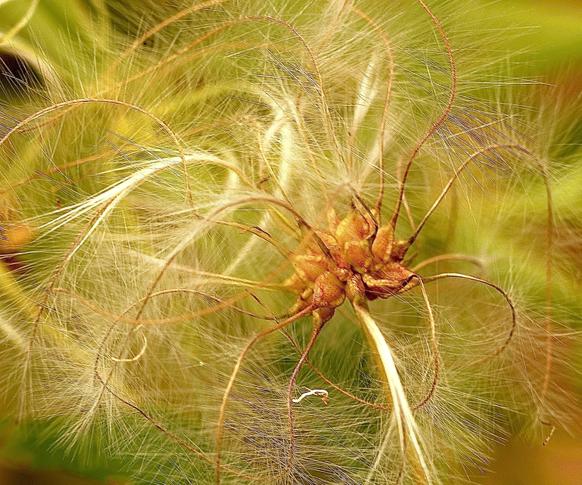 Seed of Small-leaved Clematis - Clematis microphylla  Australia,Clematis microphylla,Eamw flora,Geotagged,Newland head conservation park SA,Small-leaved Clematis,Spring