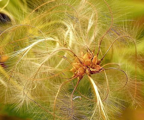Seed of Small-leaved Clematis - Clematis microphylla  Australia,Clematis microphylla,Eamw flora,Geotagged,Newland head conservation park SA,Small-leaved Clematis,Spring