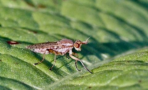 Marsh fly - genus Tetanocera  Australia,Fall,Geotagged,Mount Billy Conservation Park,Spring,eamw flies