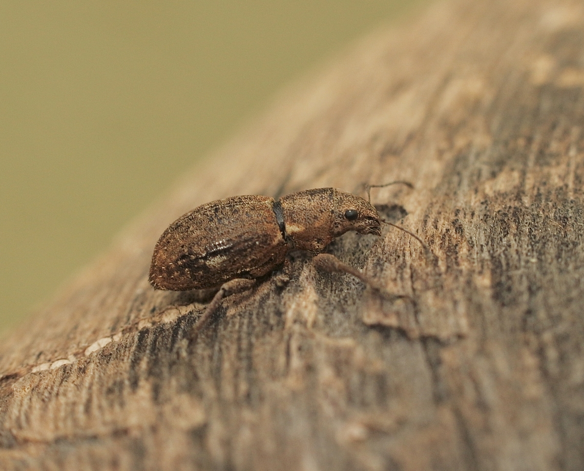 Fuller’s Rose Weevil - Pantomorus cervinus Attracted to UV light  Australia,Eamw weevils,Encounter Bay SA,Fall,Fuller's Rose Weevil,Geotagged,Pantomorus cervinus,UVL