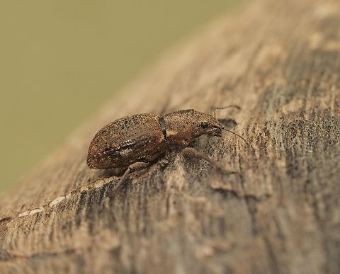 Fuller’s Rose Weevil - Pantomorus cervinus Attracted to UV light  Australia,Eamw weevils,Encounter Bay SA,Fall,Fuller's Rose Weevil,Geotagged,Pantomorus cervinus,UVL