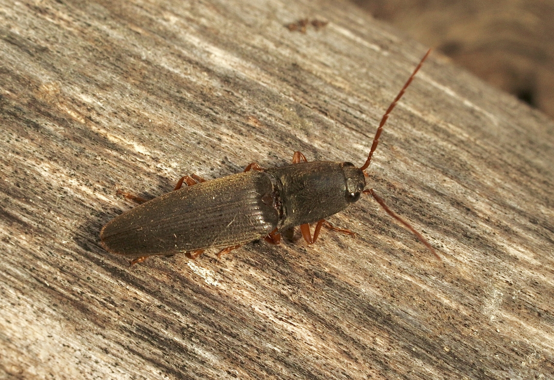 Click beetle in genus Monocrepidius Attracted to UV light. Australia,Eamw beetles,Encounter Bay SA,Fall,Geotagged,UVL
