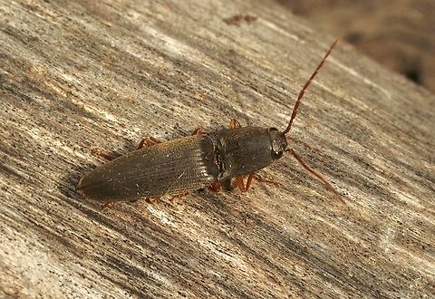 Click beetle in genus Monocrepidius Attracted to UV light. Australia,Eamw beetles,Encounter Bay SA,Fall,Geotagged,UVL