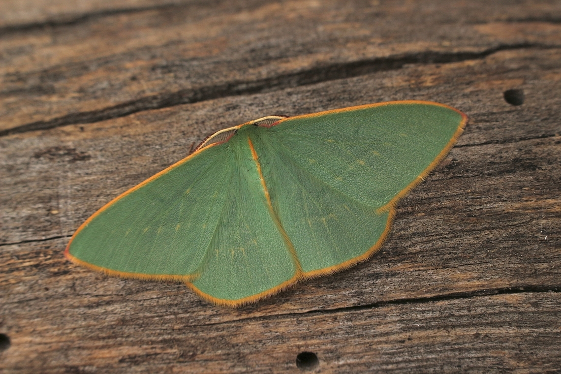 Guenee's Emerald - Chlorocoma dichloraria Attracted to UV light Australia,Chlorocoma dichloraria,Eamw emerald moth,Eamw moth,Encounter Bay SA,Fall,Geotagged,Guenee's Emerald,UVL