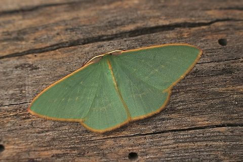 Guenee's Emerald - Chlorocoma dichloraria Attracted to UV light Australia,Chlorocoma dichloraria,Eamw emerald moth,Eamw moth,Encounter Bay SA,Fall,Geotagged,Guenee's Emerald,UVL