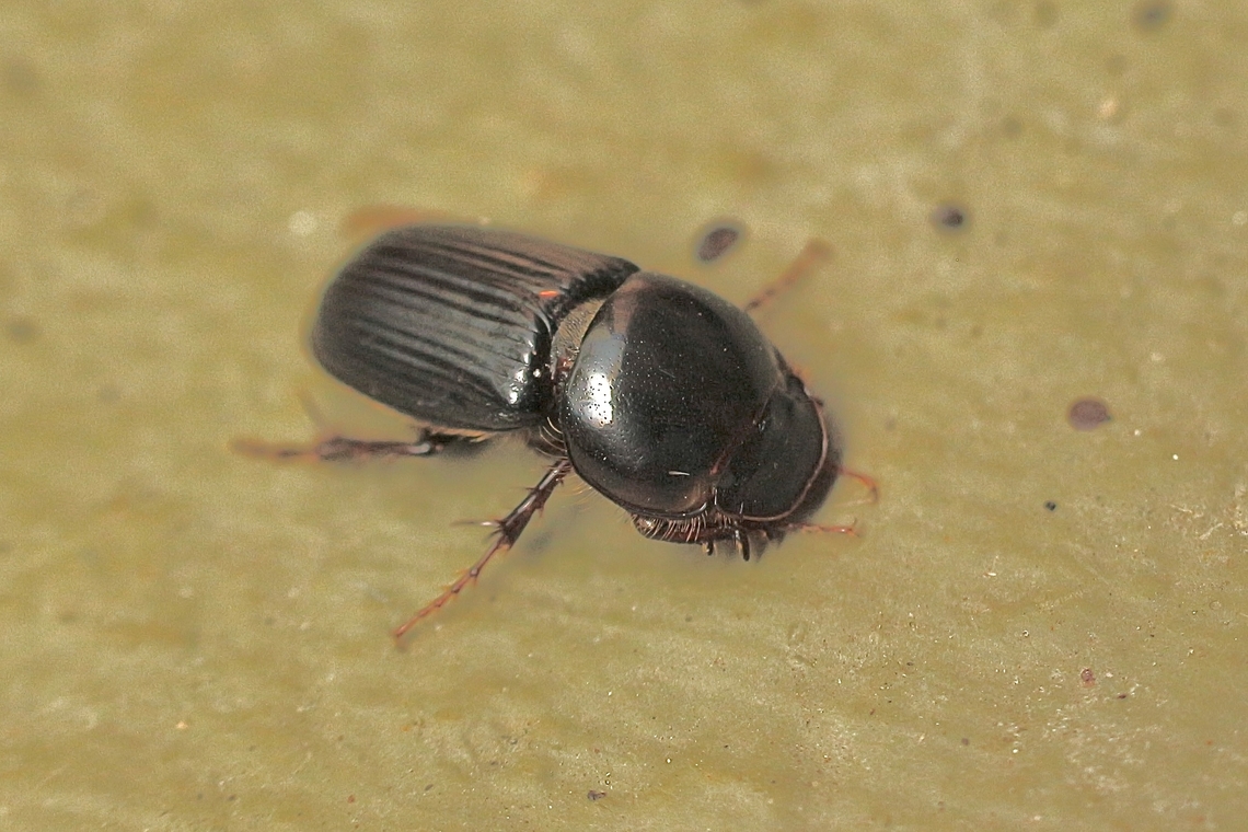 Tasmanian Grass Grub - Acrossidius tasmaniae  Acrossidius tasmaniae,Australia,Eamw beetles,Geotagged,Kyeema Conservation Park,Summer,Tasmanian Grass Grub