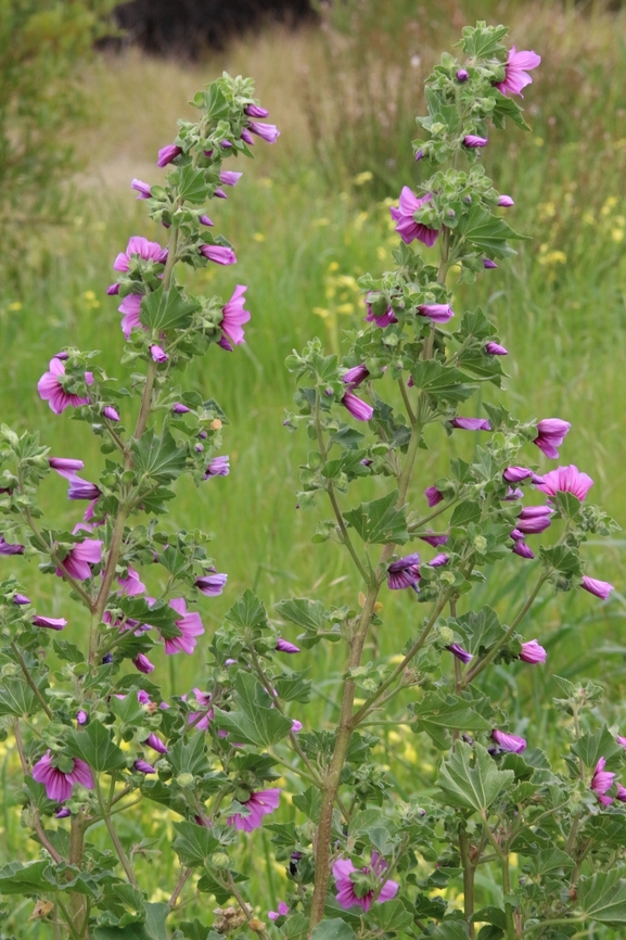 Dwarf Mallow - Malva neglecta Growing right at the beach  Australia,Dwarf Mallow,Eamw flora,Geotagged,Malva neglecta,Waitpinga SA,Winter