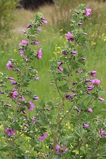 Dwarf Mallow - Malva neglecta Growing right at the beach  Australia,Dwarf Mallow,Eamw flora,Geotagged,Malva neglecta,Waitpinga SA,Winter