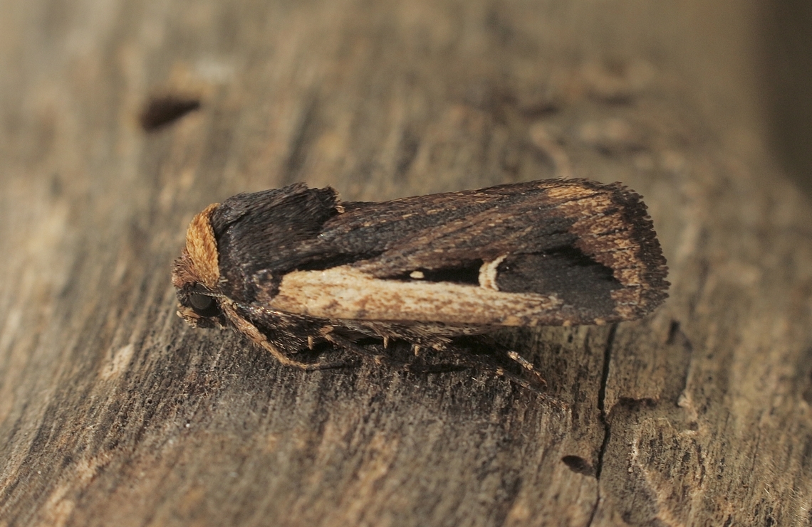 Streaked Rictonis - Proteuxoa tortisigna Attracted to UV light. Australia,Eamw moth,Encounter Bay SA,Fall,Geotagged,Proteuxoa tortisigna,Streaked rictonis moth,UVL