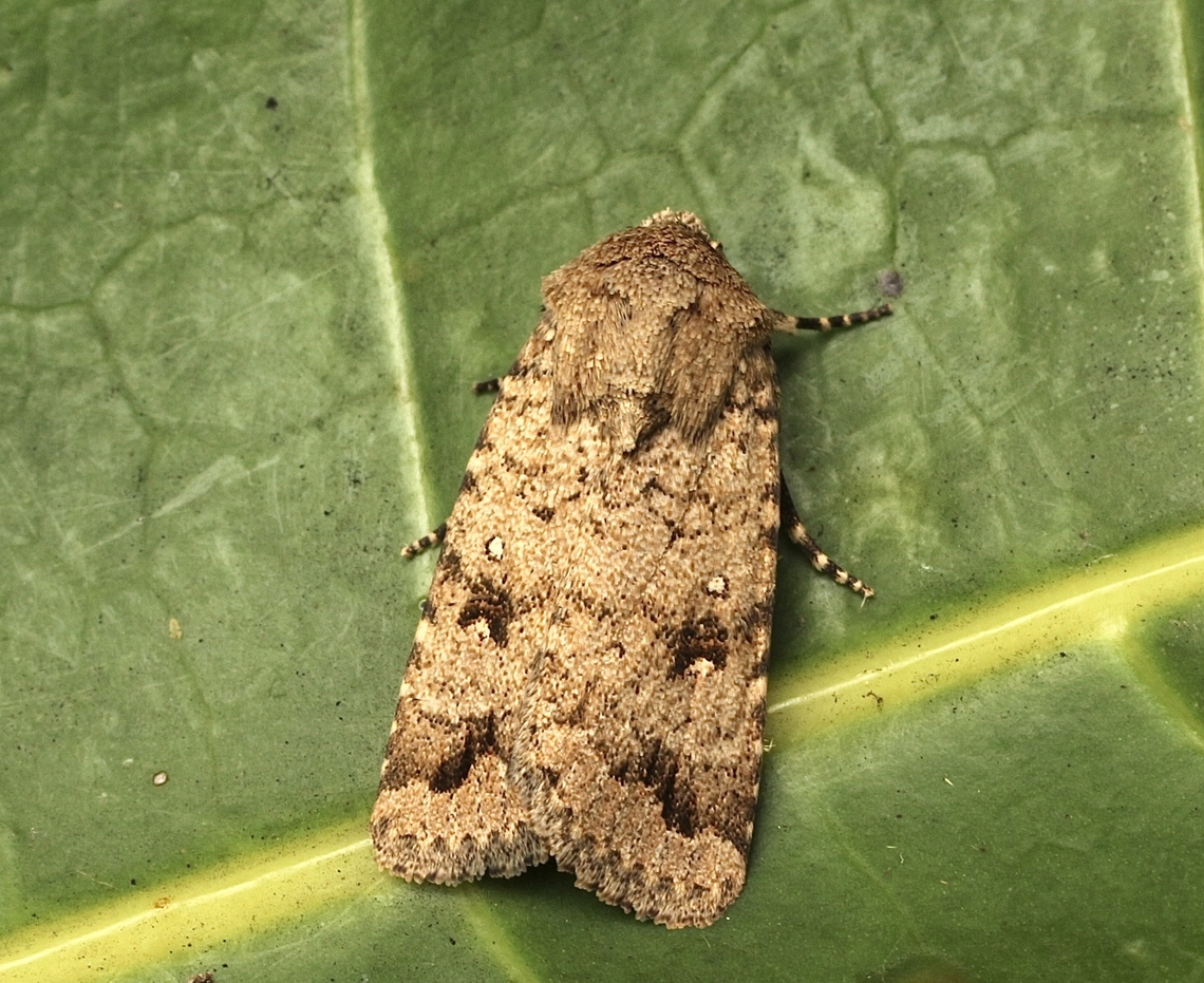 Proteuxoa capularis Attracted to UV light. Australia,Eamw moth,Encounter Bay SA,Fall,Geotagged,Proteuxoa capularis,UVL