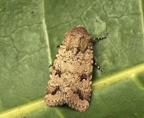 Proteuxoa capularis Attracted to UV light. Australia,Eamw moth,Encounter Bay SA,Fall,Geotagged,Proteuxoa capularis,UVL