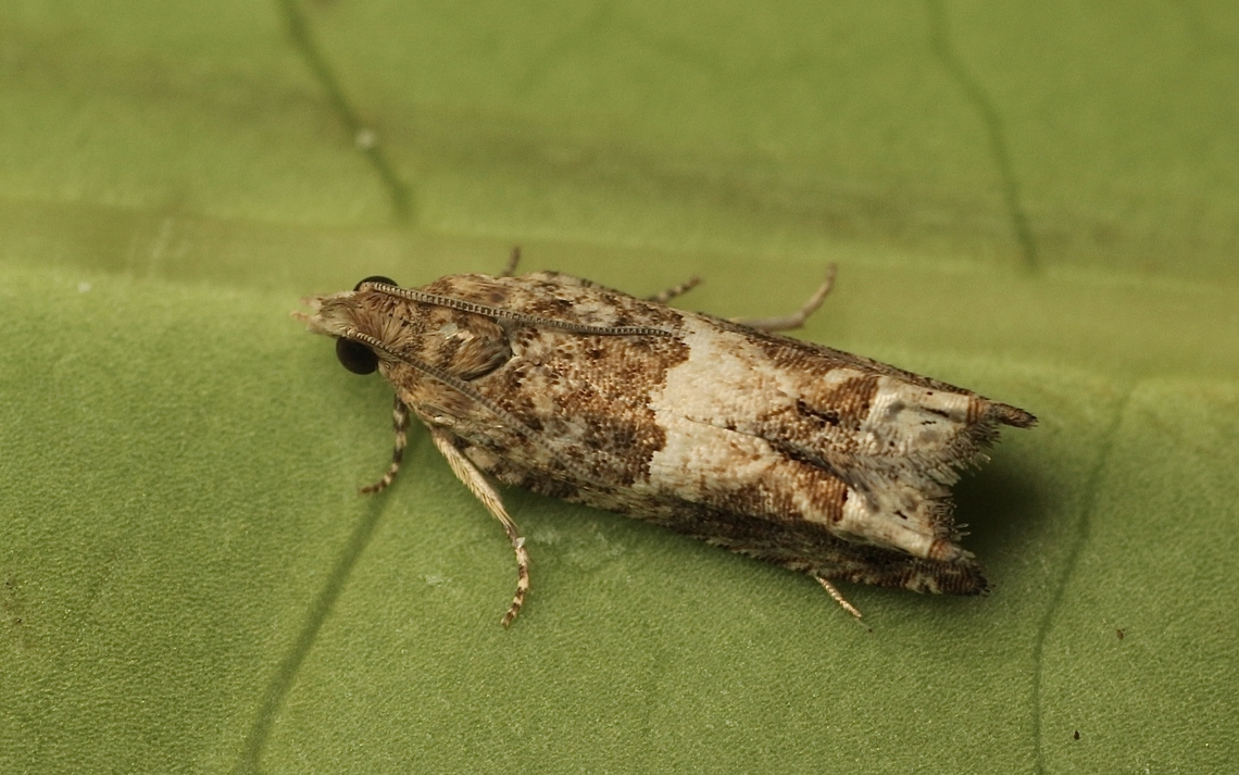 Cotton Tipworm Moth - Crocidosema plebejana Attracted to UV light. Australia,Cotton tipworm,Crocidosema plebejana,Encounter Bay SA,Fall,Geotagged,UVL,eamw moth
