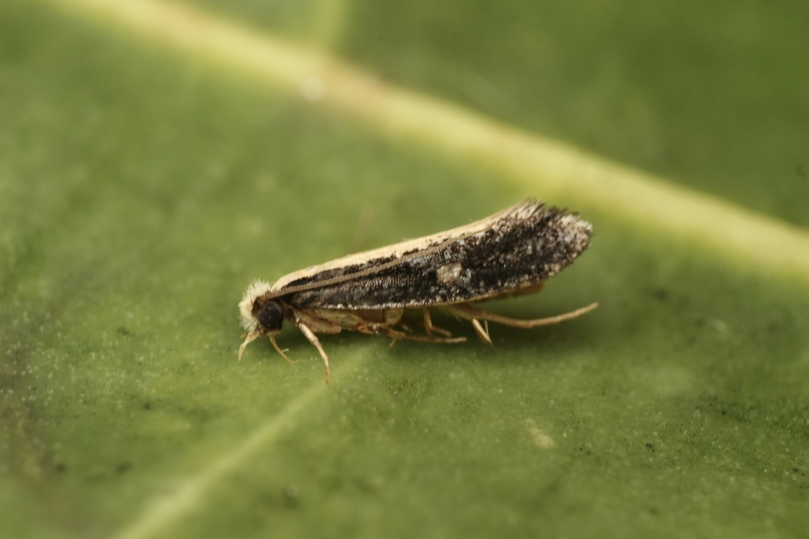 Dead Sheep Moth - Monopis ethelella Attracted to UV light. Australia,Eamw moth,Encounter Bay SA,Fall,Geotagged,Monopis ethelella,UVL