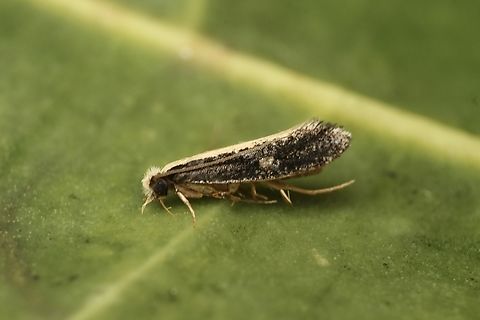 Dead Sheep Moth - Monopis ethelella Attracted to UV light. Australia,Eamw moth,Encounter Bay SA,Fall,Geotagged,Monopis ethelella,UVL